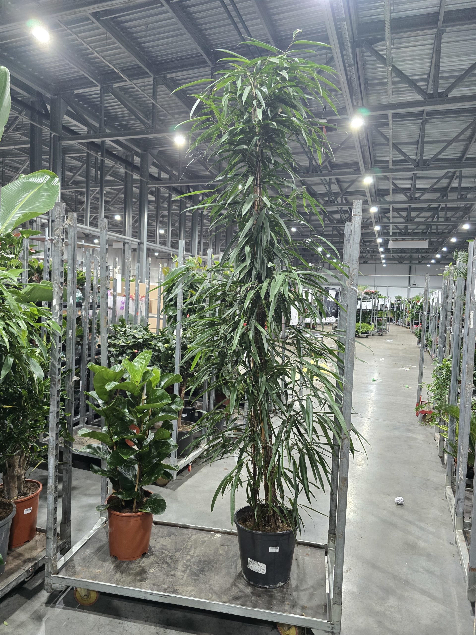 ФИКУС БИНН АЛИ ПИРАМИДА -2,5м