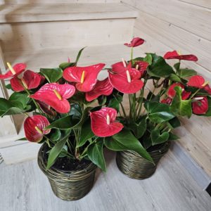 АНТУРИУМ AN ALOXA RED высота вместе с горшком-75см